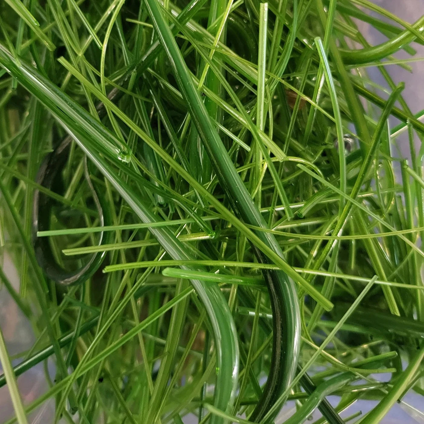 Green Glass Vitrigraph Stringers